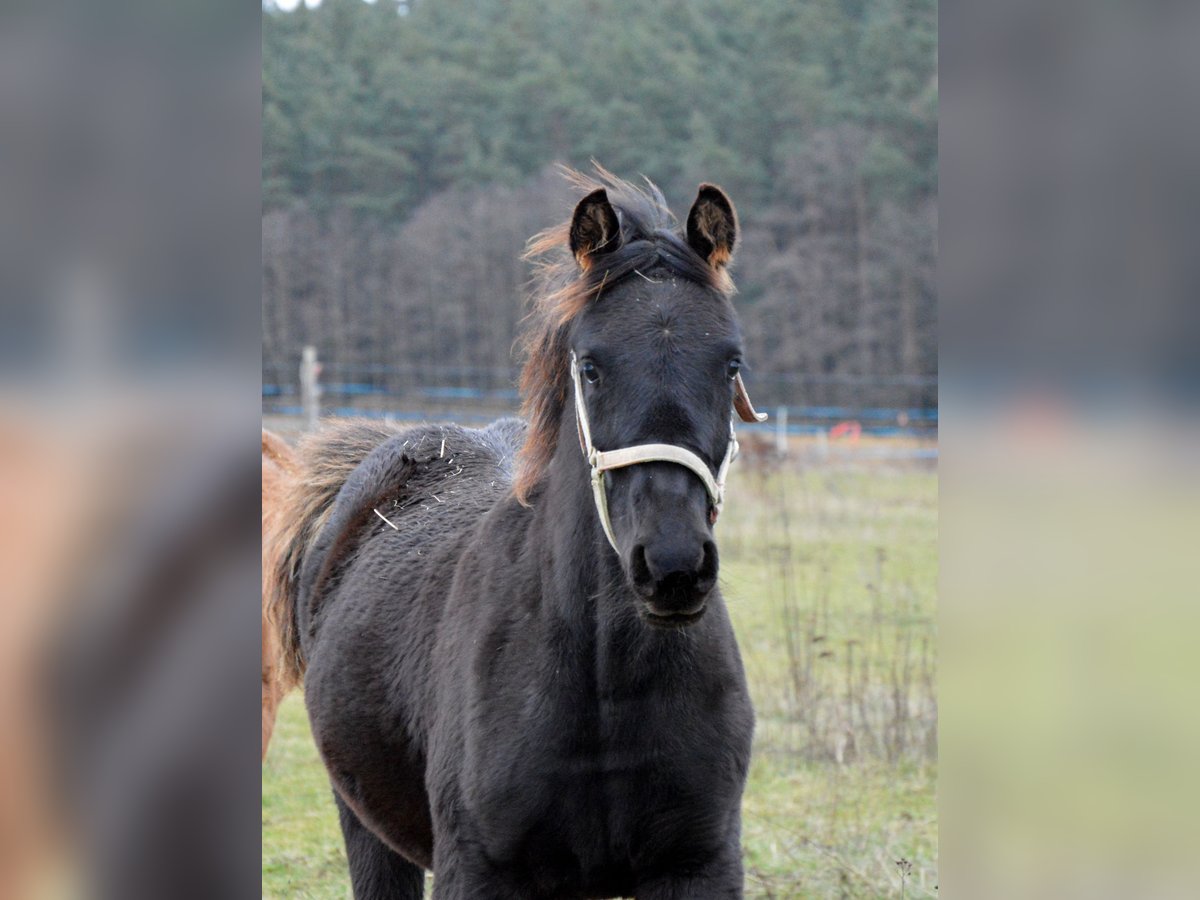 Arabo Shagya Stallone 1 Anno 155 cm Morello in Kladruby