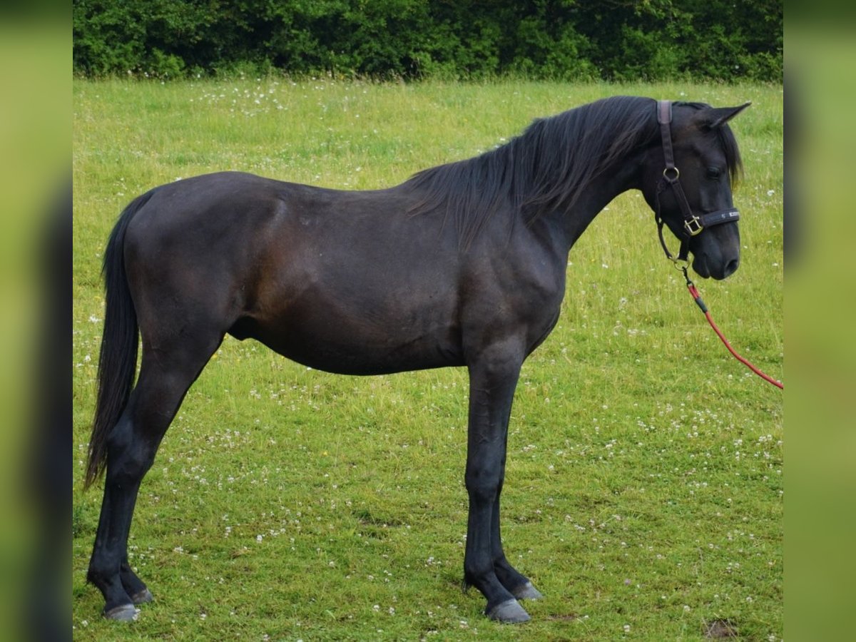 Arabo Shagya Stallone 2 Anni 155 cm Può diventare grigio in Rotenburg an der Fulda