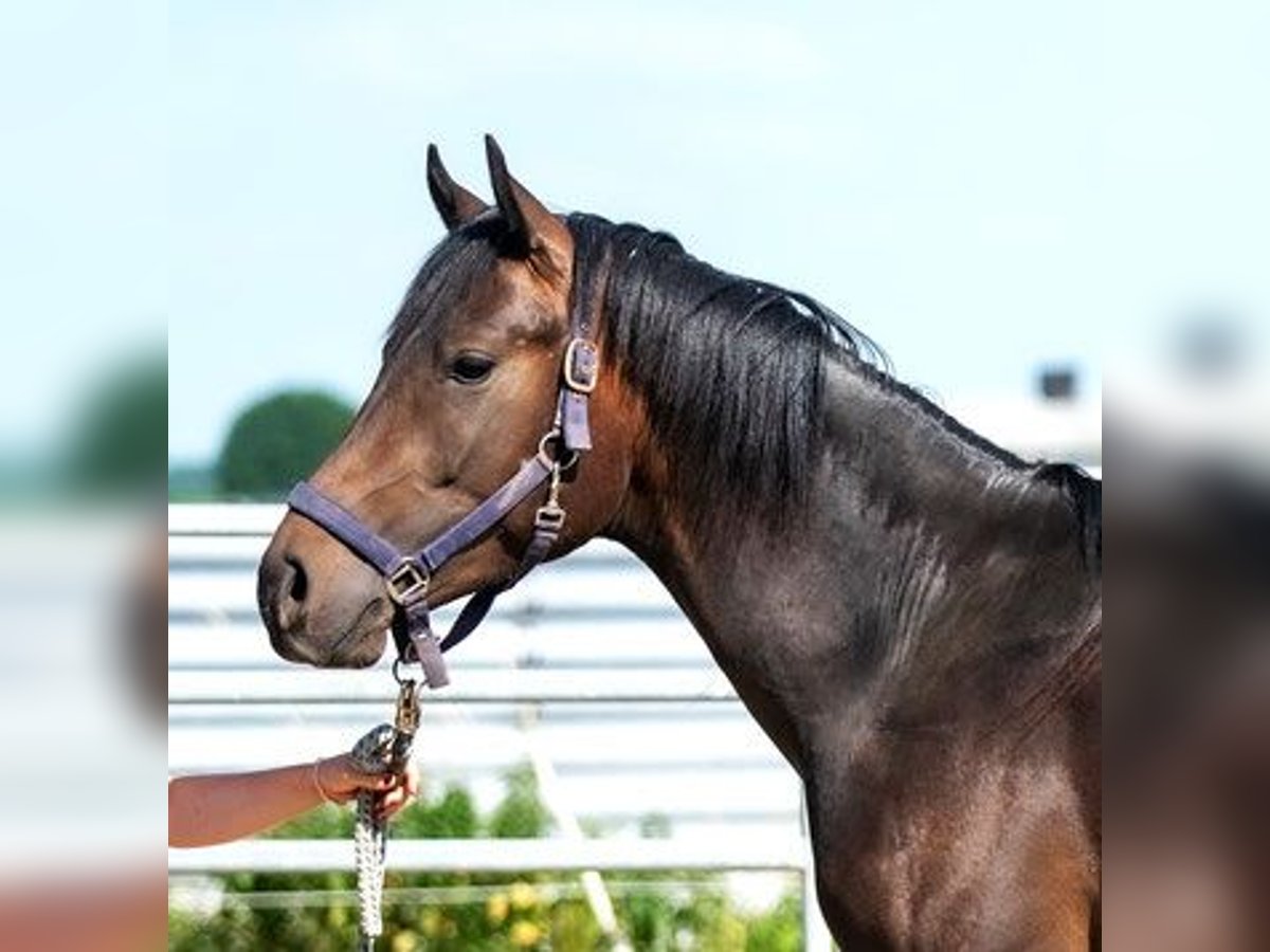 Arabo Shagya Stallone 3 Anni 160 cm Baio in Schönwalde-Glien OT Wansdorf