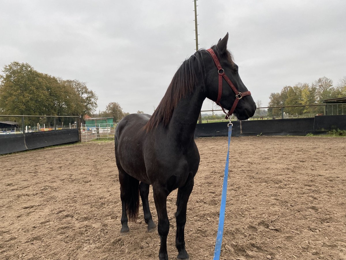 Arabofriese Wallach 3 Jahre 162 cm Rappe in Bawinkel