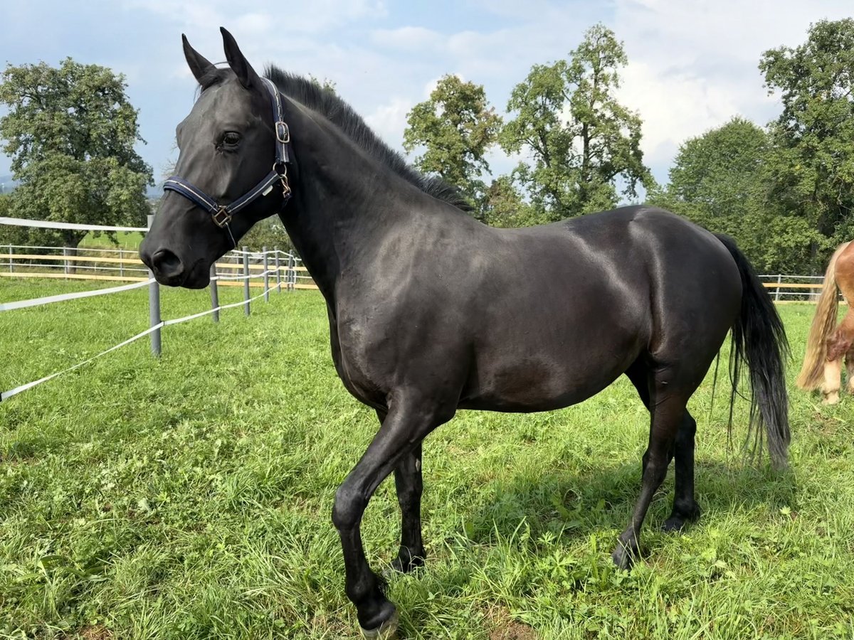 Arabofriese Mix Wallach 6 Jahre 150 cm Rappe in Regau