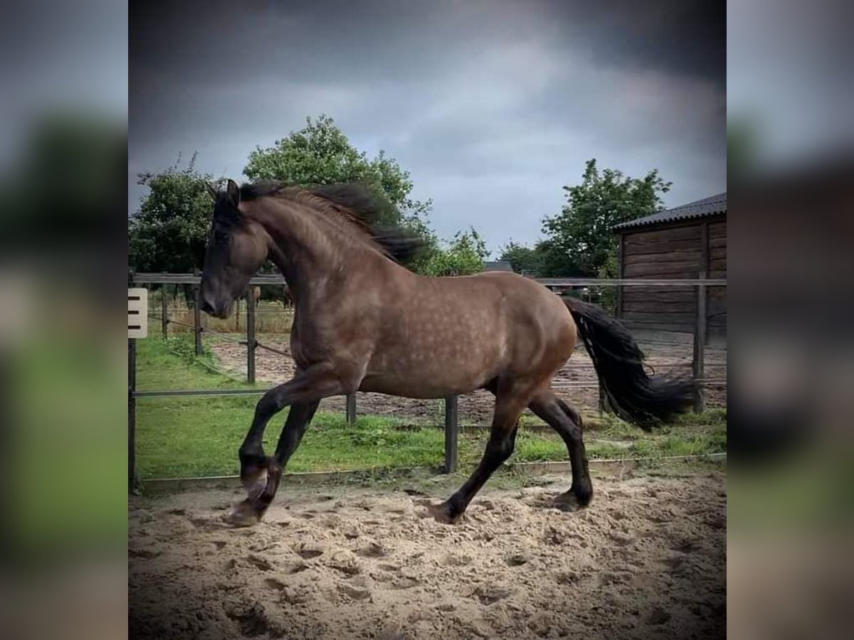 Arabofriese Wallach 7 Jahre 160 cm Grullo in Roswinkel