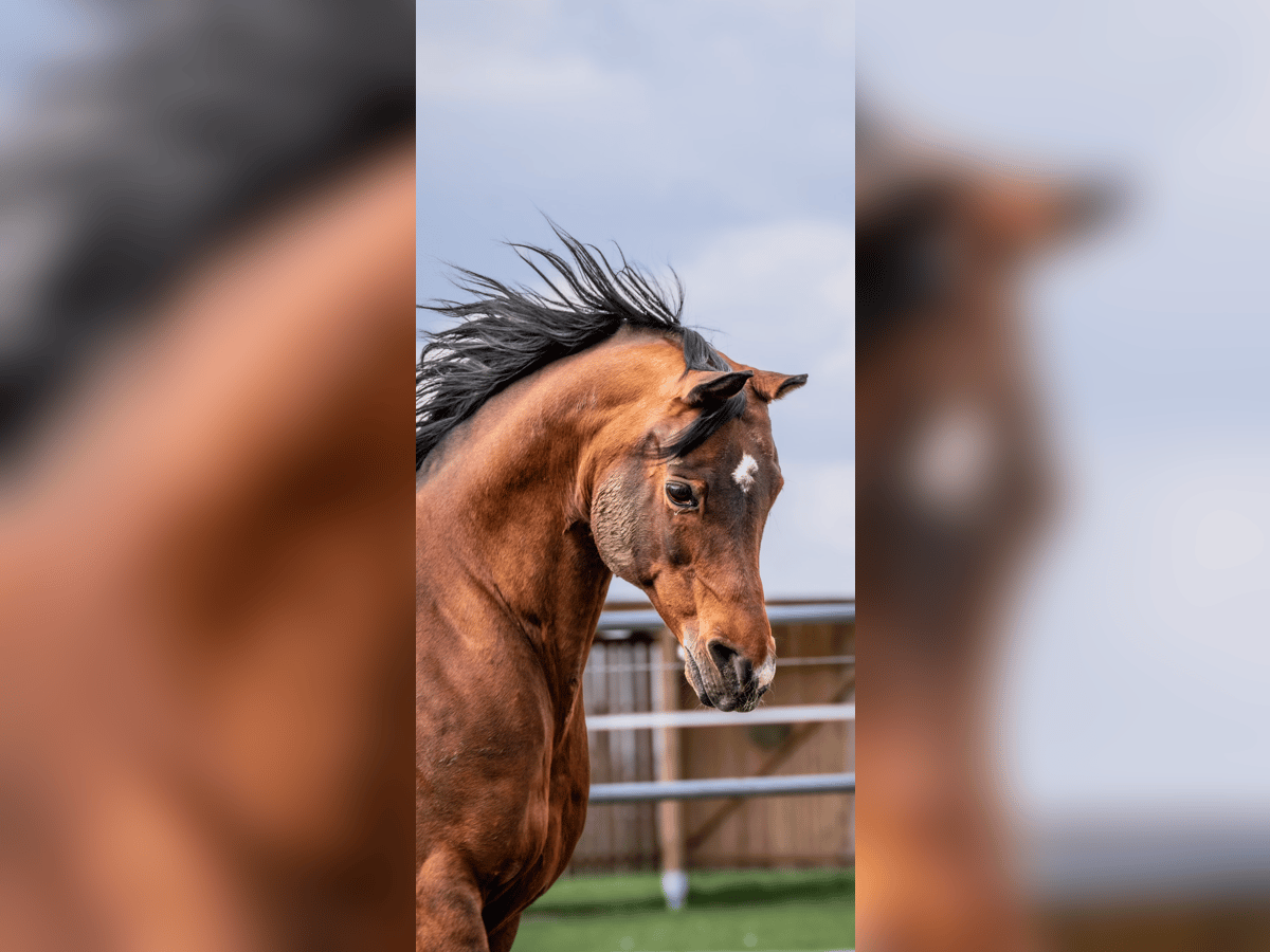 ARAGON OS Arabian horses Stallion Brown in Ulm