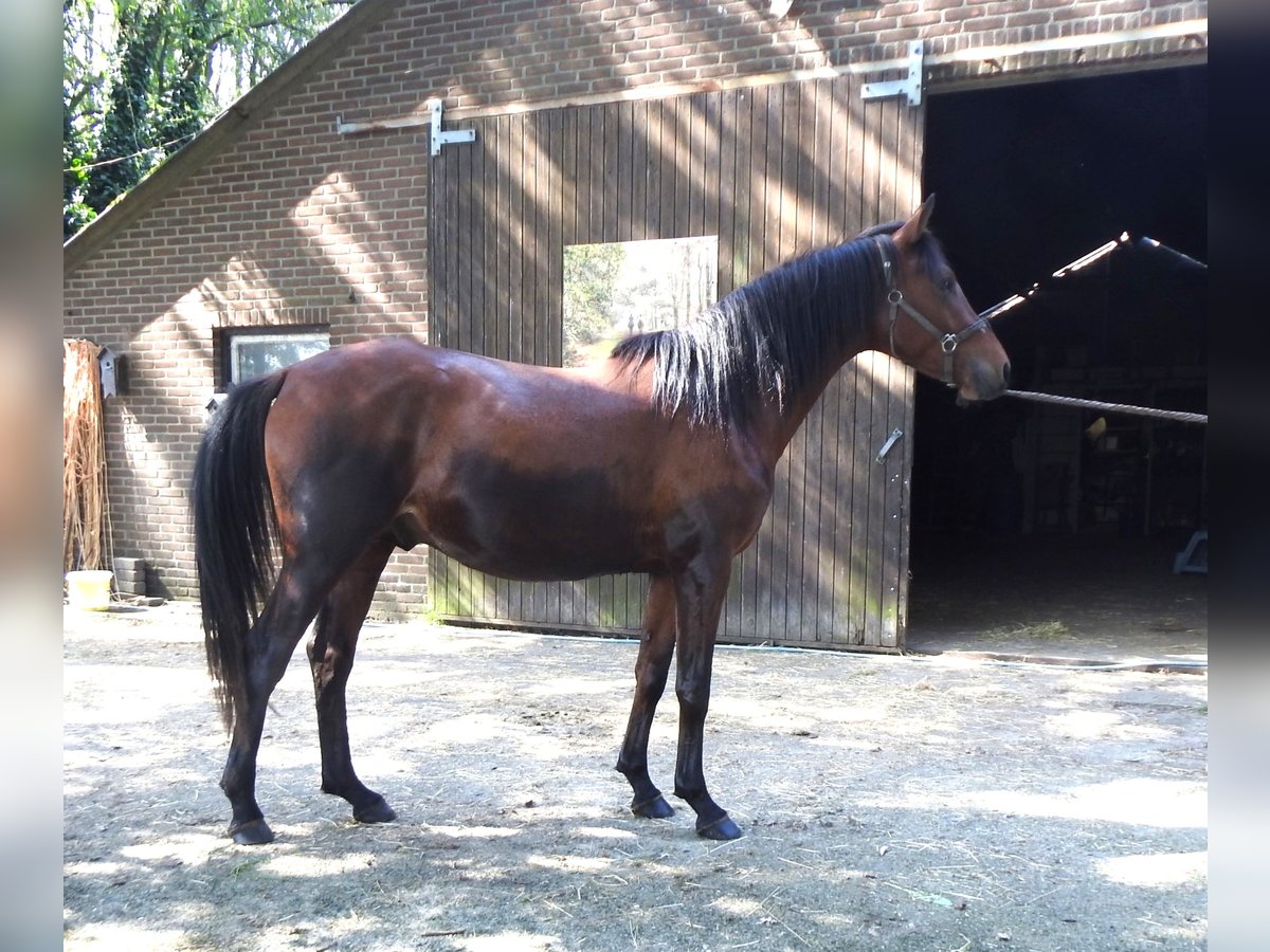 Arasier Hengst 3 Jaar 158 cm Bruin in Siebengewald