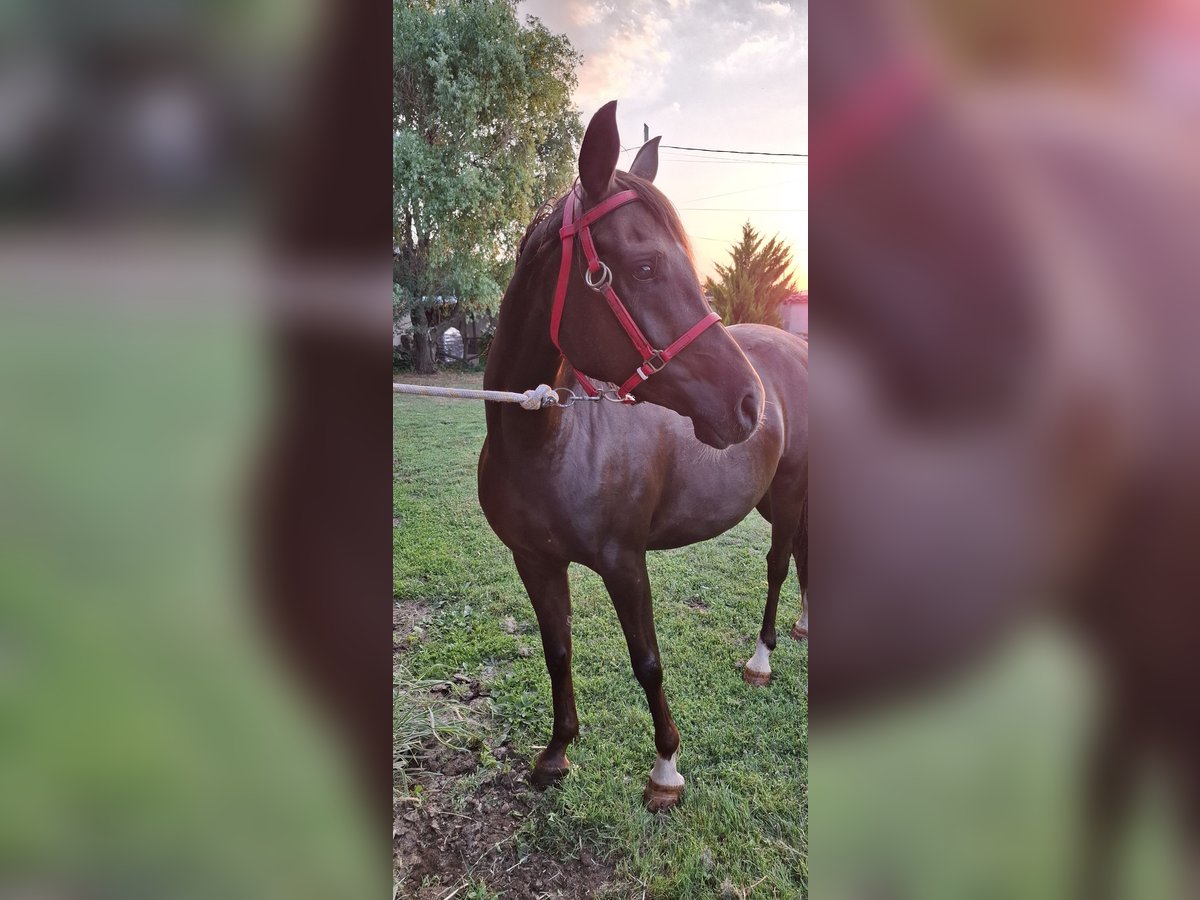 Arasier Croisé Jument 6 Ans 158 cm Alezan brûlé in &#x425;&#x430;&#x441;&#x43A;&#x43E;&#x432;&#x43E;