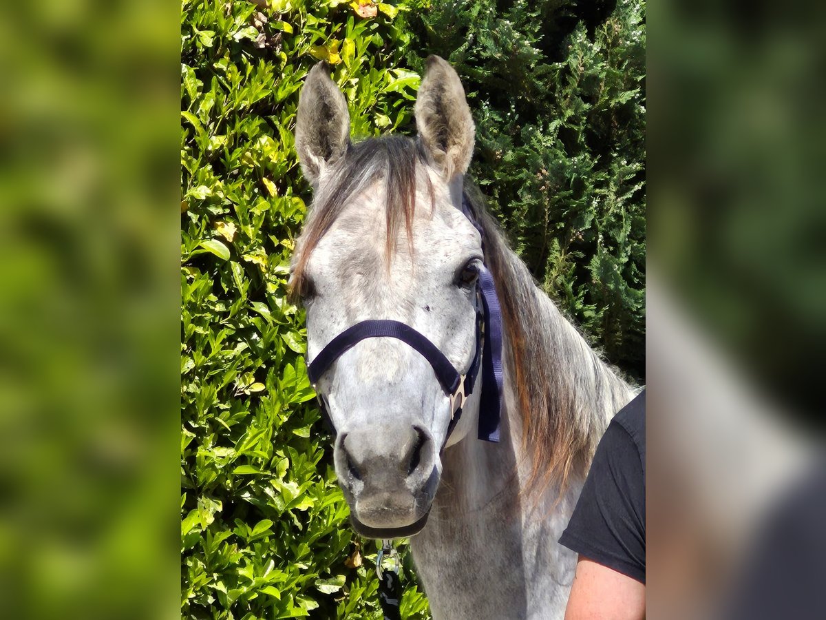 Arasier Stute 7 Jahre 155 cm Schimmel in Oud Gastel