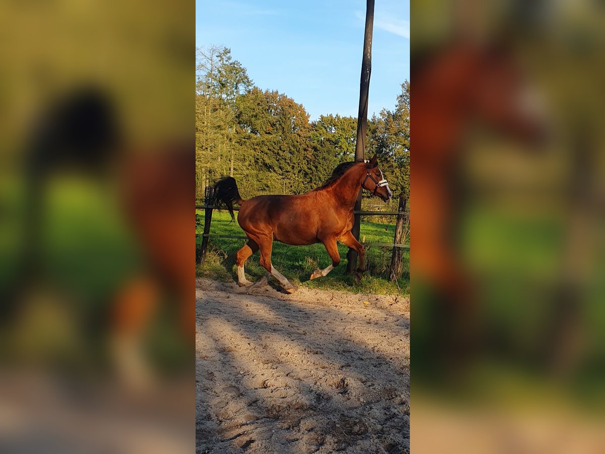 Arasier Wallach 7 Jahre 155 cm Brauner in Terwolde
