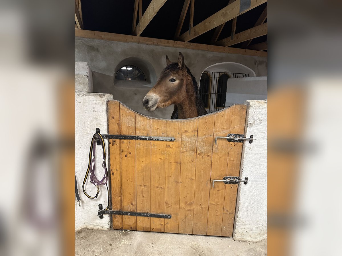 Arbeitspferd Hengst 1 Jahr 145 cm Brauner in Kristianstad