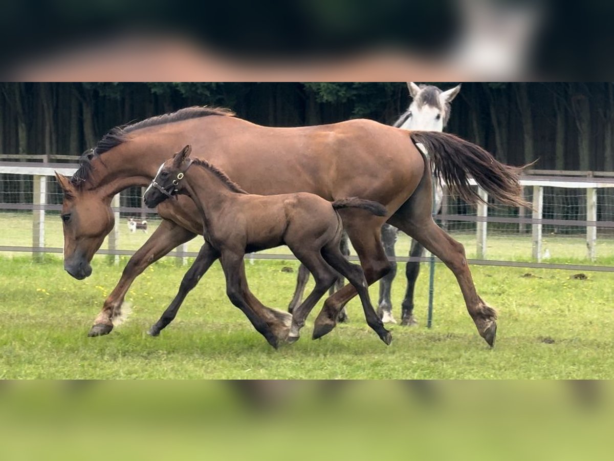 Arbeitspferd Stute 1 Jahr 168 cm Fuchs in Essex