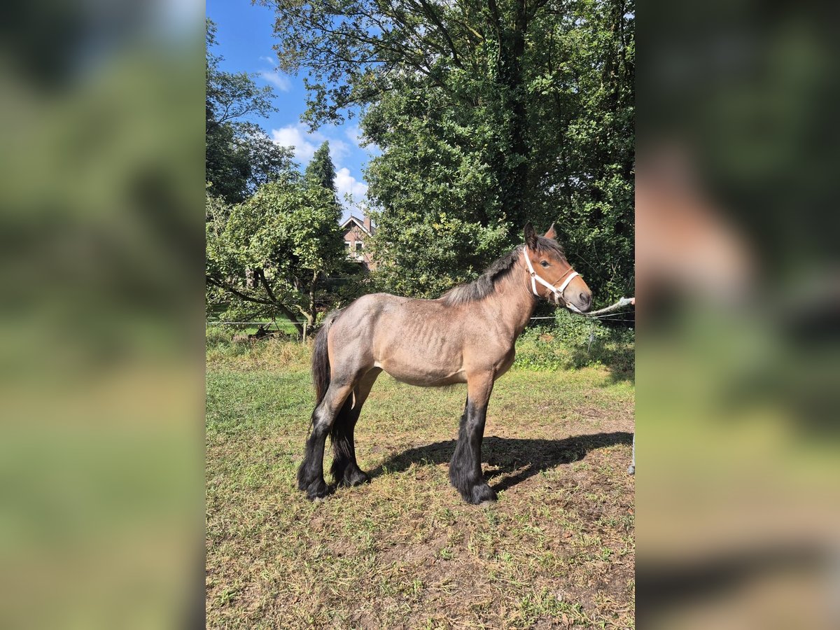 Arbeitspferd Stute 1 Jahr Roan-Bay in Langenboom