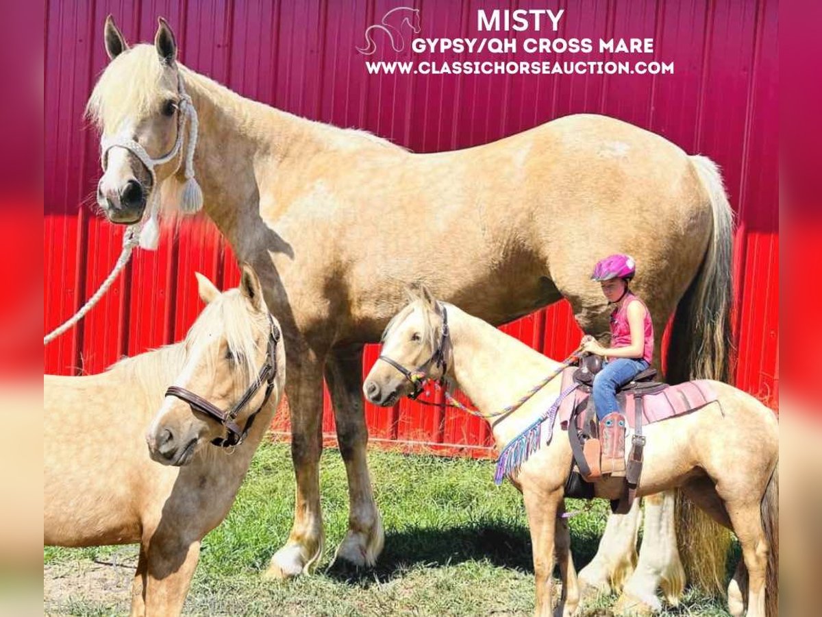 Arbeitspferd Stute 4 Jahre 142 cm Palomino in Ava, MO