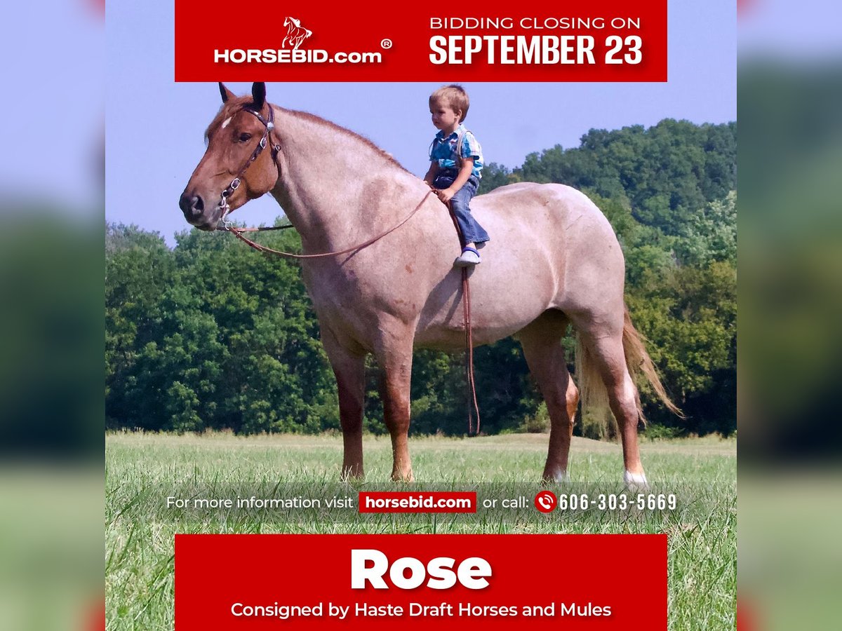 Arbeitspferd Stute 4 Jahre 155 cm Roan-Red in Liberty, KY