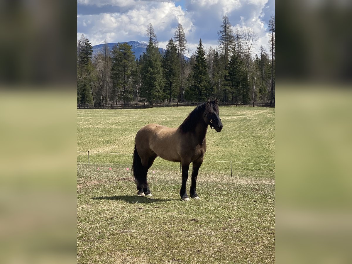 Arbeitspferd Mix Stute 5 Jahre 160 cm Grullo in Columbia FallsColumbia falls Montana