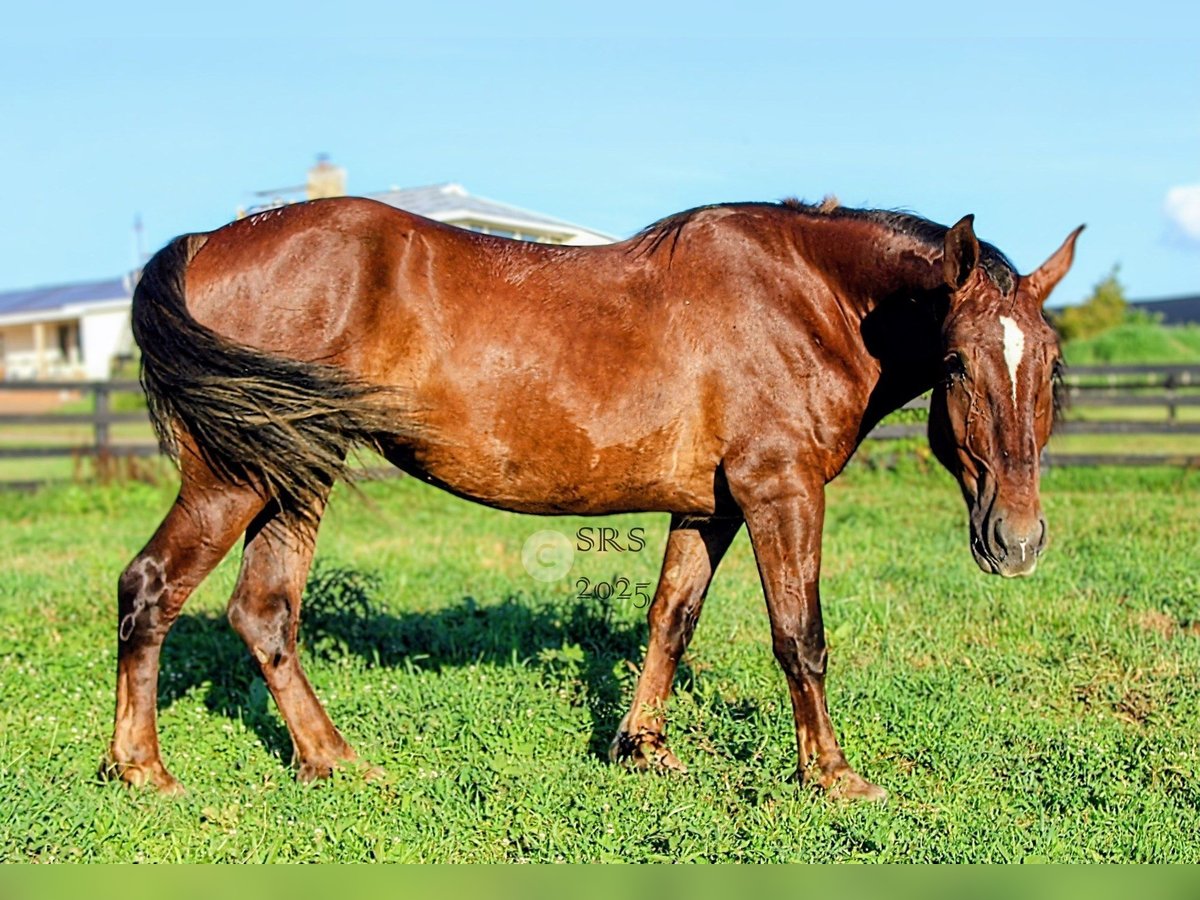 Arbeitspferd Stute 5 Jahre 163 cm Dunkelfuchs in Jeffersonton