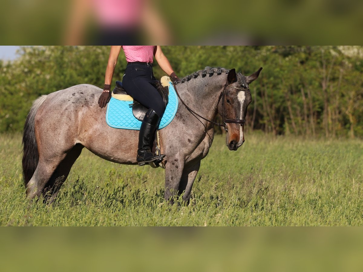 Arbeitspferd Mix Stute 6 Jahre 163 cm Roan-Bay in G&#xF6;ny&#x171;