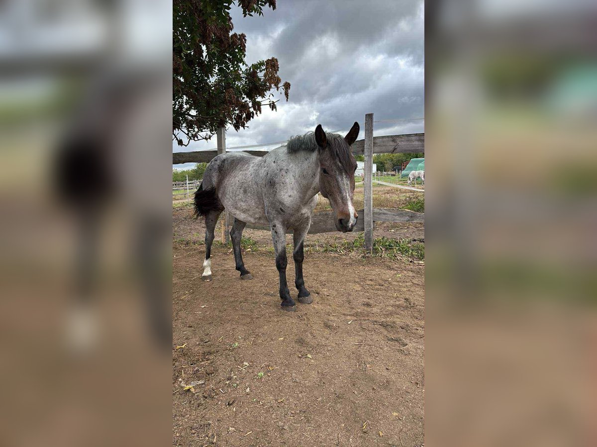 Arbeitspferd Mix Stute 8 Jahre 163 cm in G&#xF6;ny&#x171;
