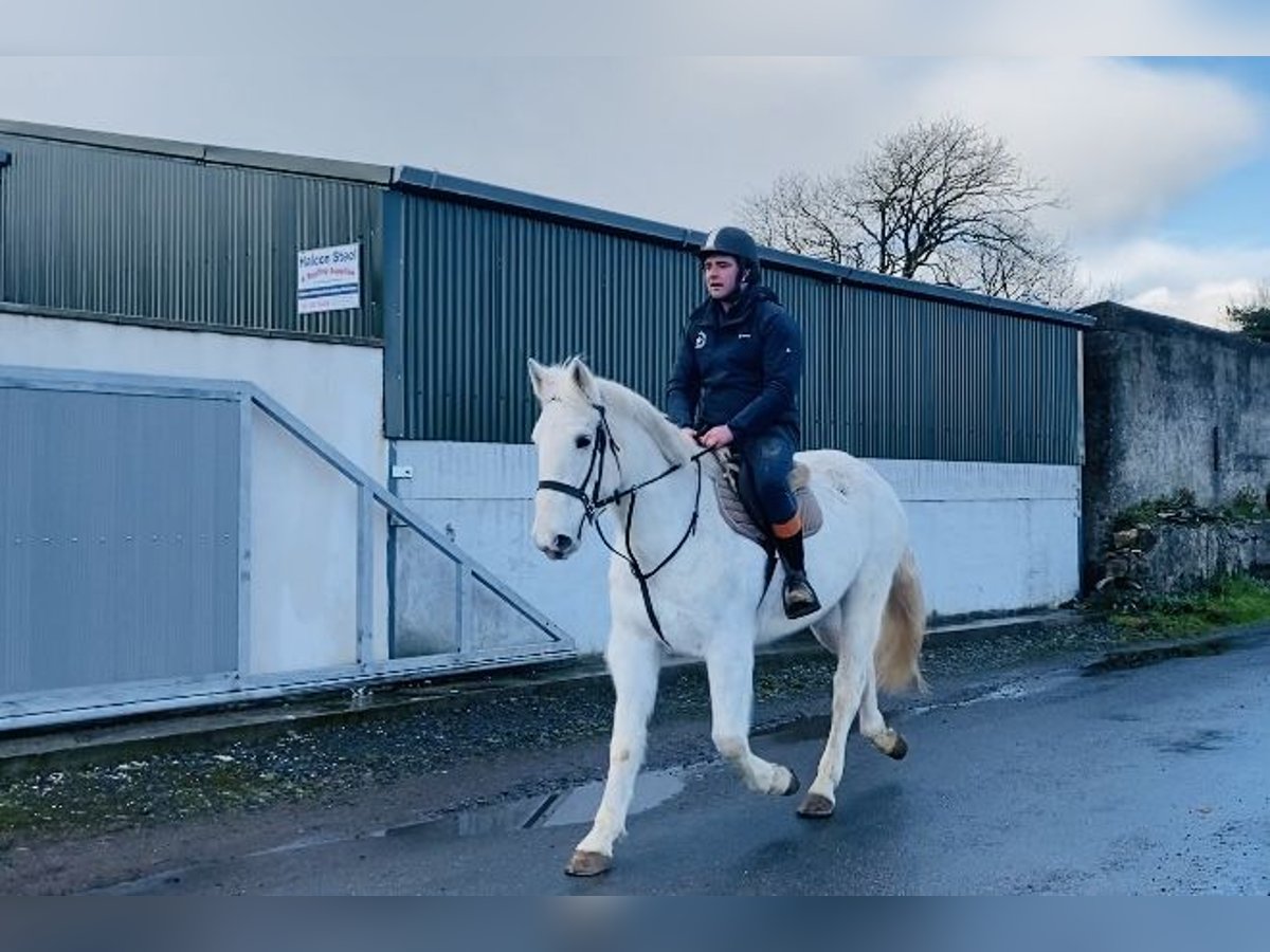 Arbeitspferd Stute 9 Jahre 166 cm Schimmel in Sligo