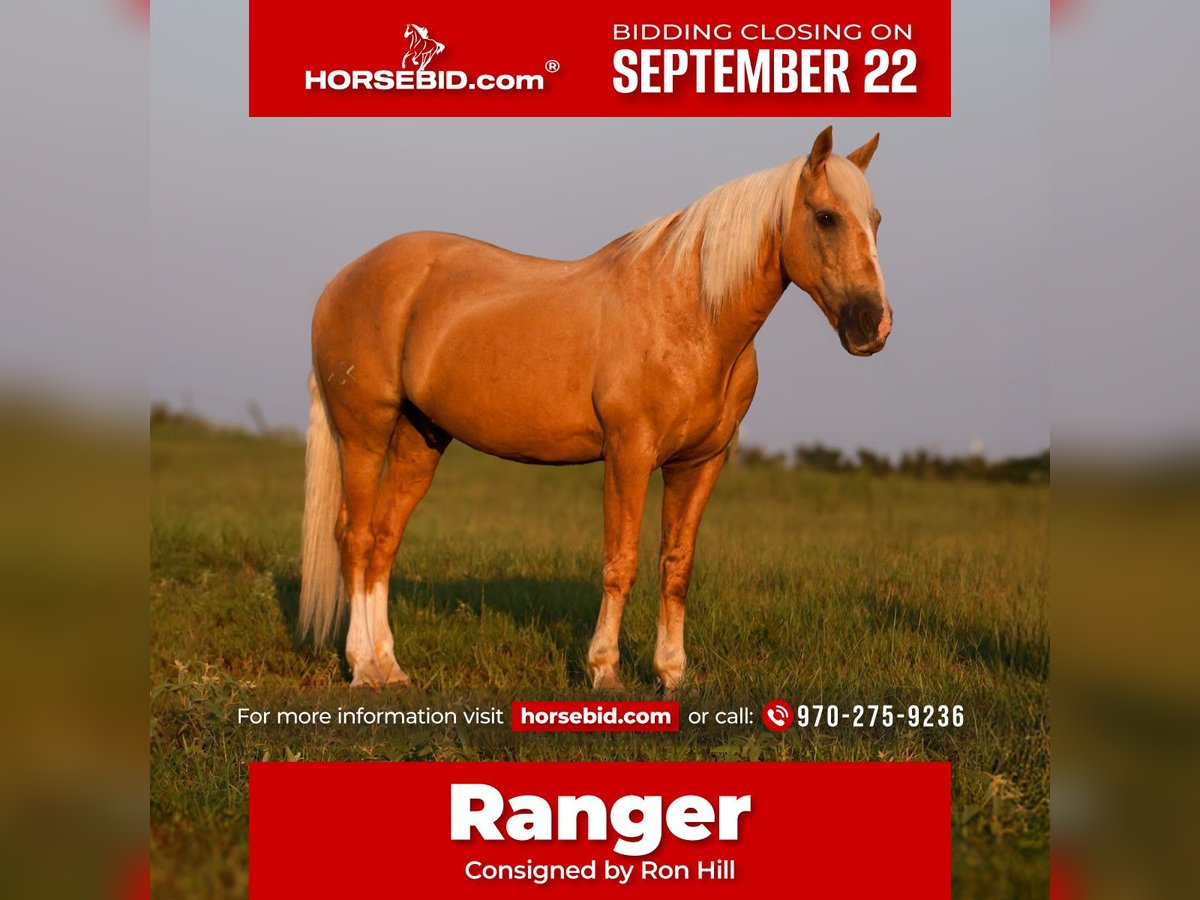 Arbeitspferd Mix Wallach 11 Jahre 152 cm Palomino in Mount Vernon