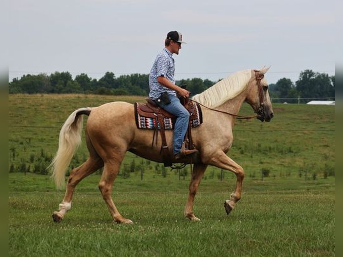 Arbeitspferd Wallach 12 Jahre 165 cm Palomino in Parkers Lake, KY