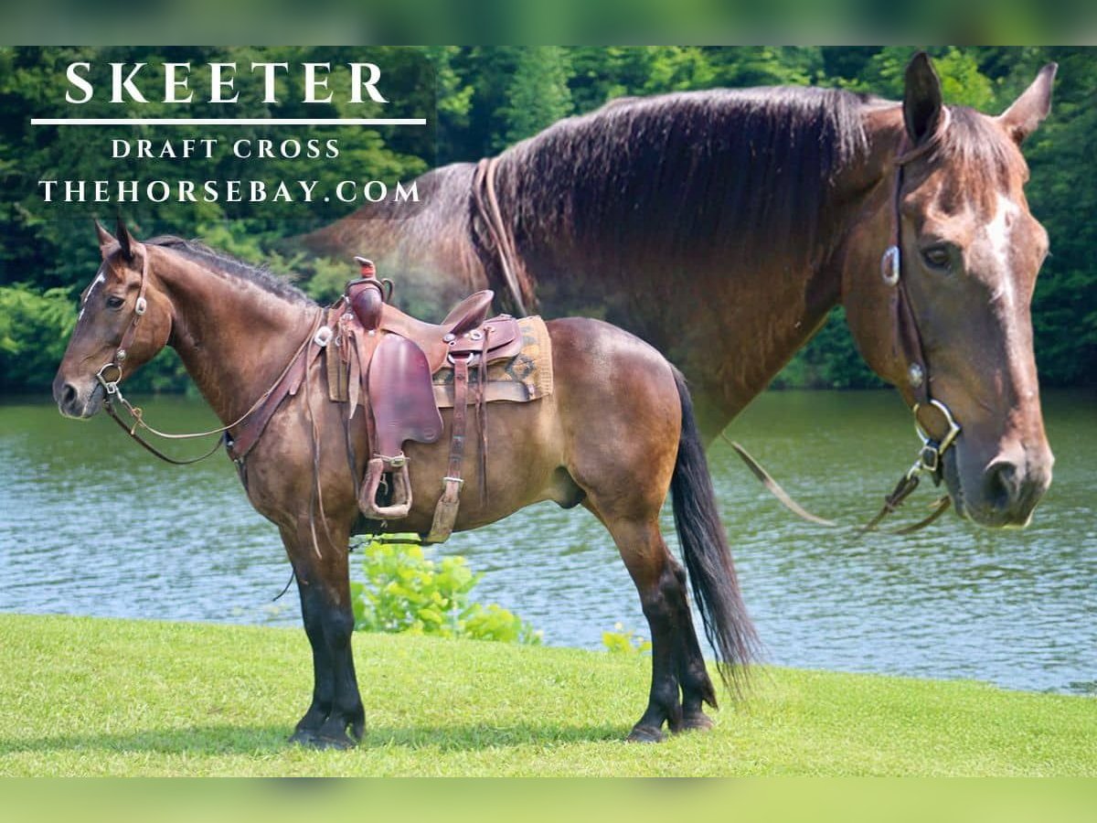 Arbeitspferd Mix Wallach 13 Jahre 157 cm Rotbrauner in Red Boiling Springs, TN