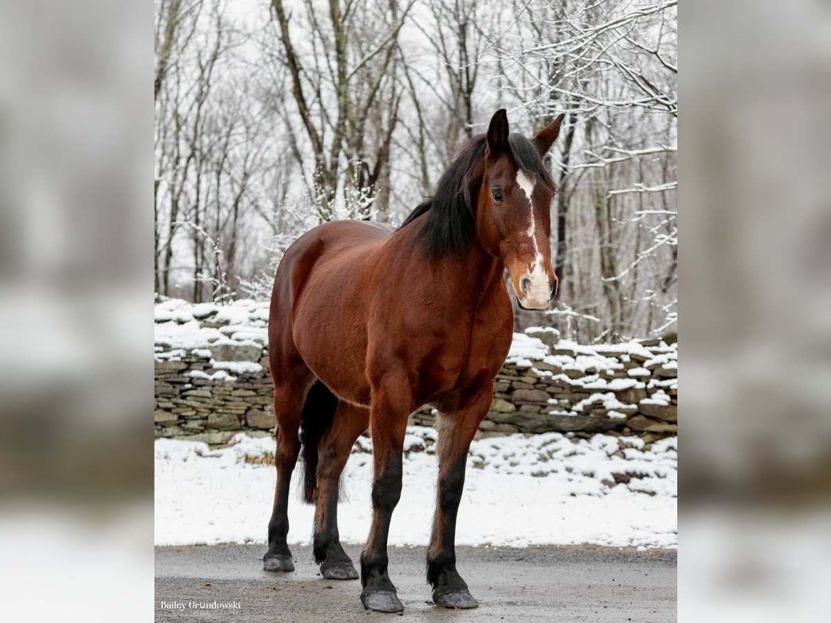 Arbeitspferd Wallach 14 Jahre 155 cm Rotbrauner in Everette PA