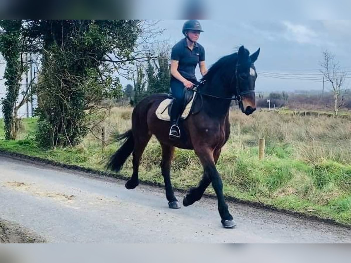 Arbeitspferd Wallach 15 Jahre 165 cm Brauner in Sligo