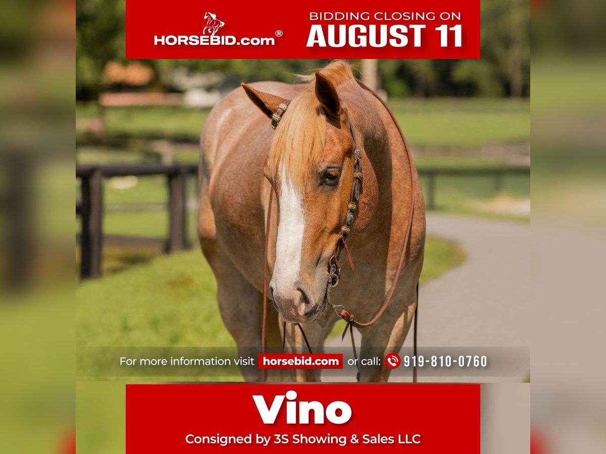 Arbeitspferd Mix Wallach 4 Jahre 155 cm Roan-Red in Ocala, FL