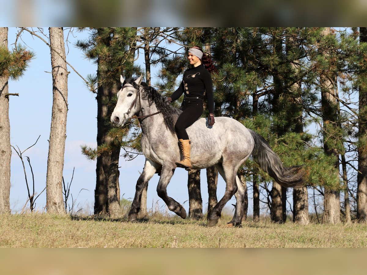 Arbeitspferd Mix Wallach 4 Jahre 160 cm Schimmel in Gönyű