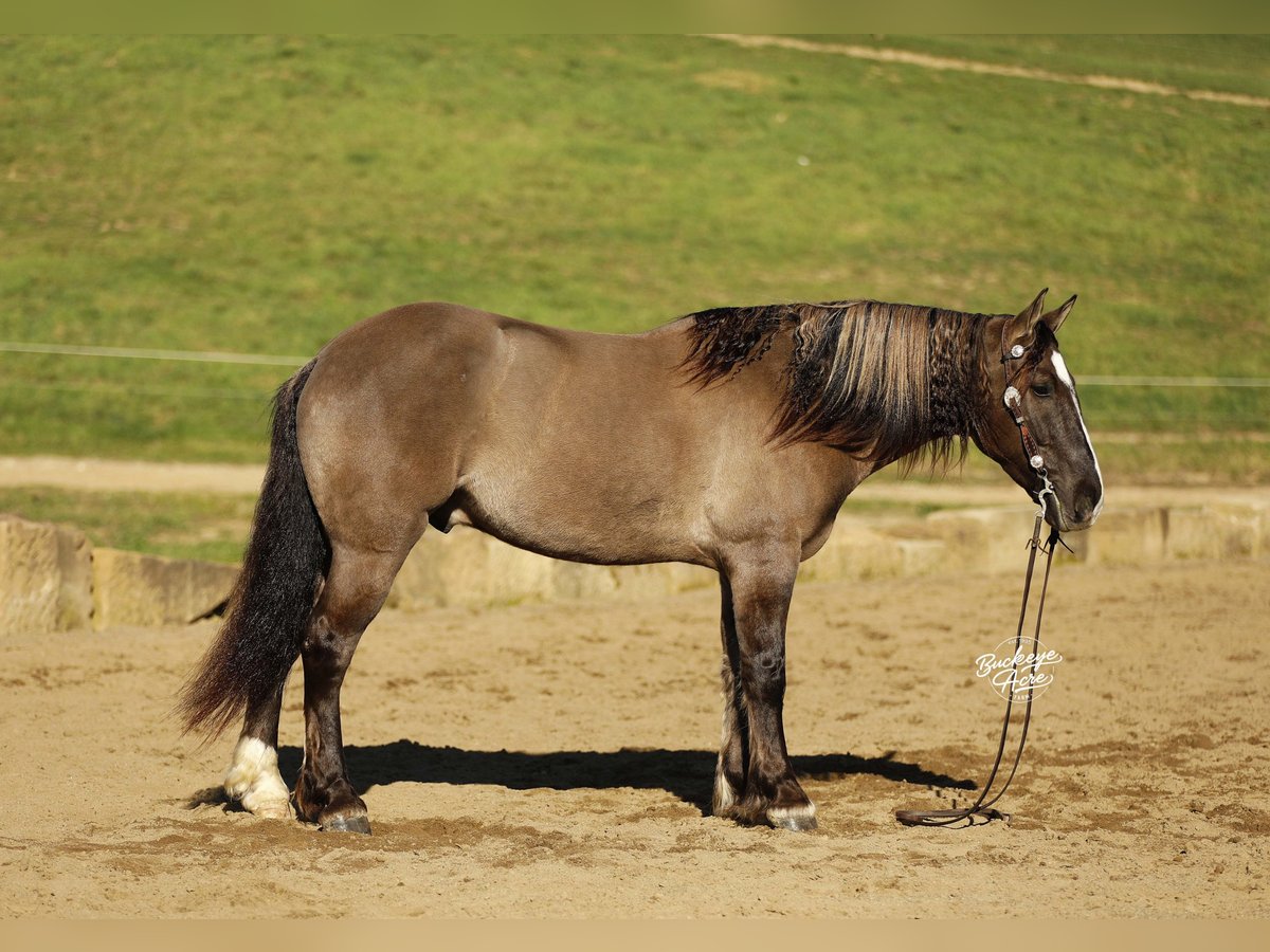 Arbeitspferd Mix Wallach 4 Jahre 163 cm Grullo in Millersburg