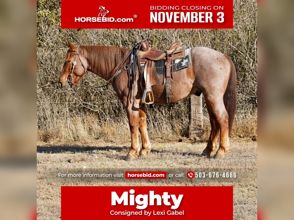 Arbeitspferd Mix Wallach 4 Jahre 163 cm Roan-Red in Stickney, SD Arbeitspferd Mix Wallach 4 Jahre 163 cm Roan-Red in Stickney, SD