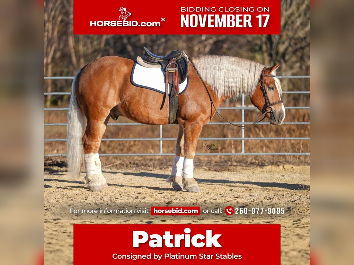 Arbeitspferd Mix Wallach 5 Jahre 157 cm Palomino in Independence