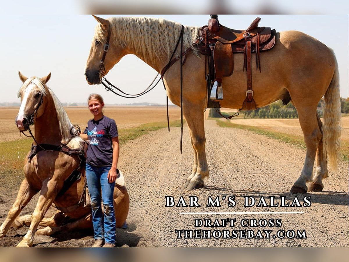 Arbeitspferd Wallach 5 Jahre 165 cm Palomino in Windom, MN