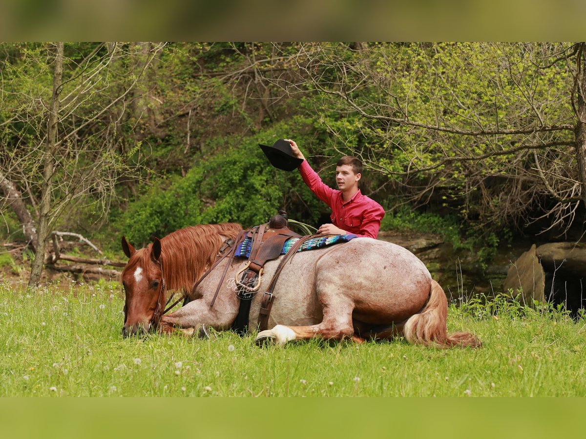 Arbeitspferd Mix Wallach 5 Jahre Roan-Red in Millersburg