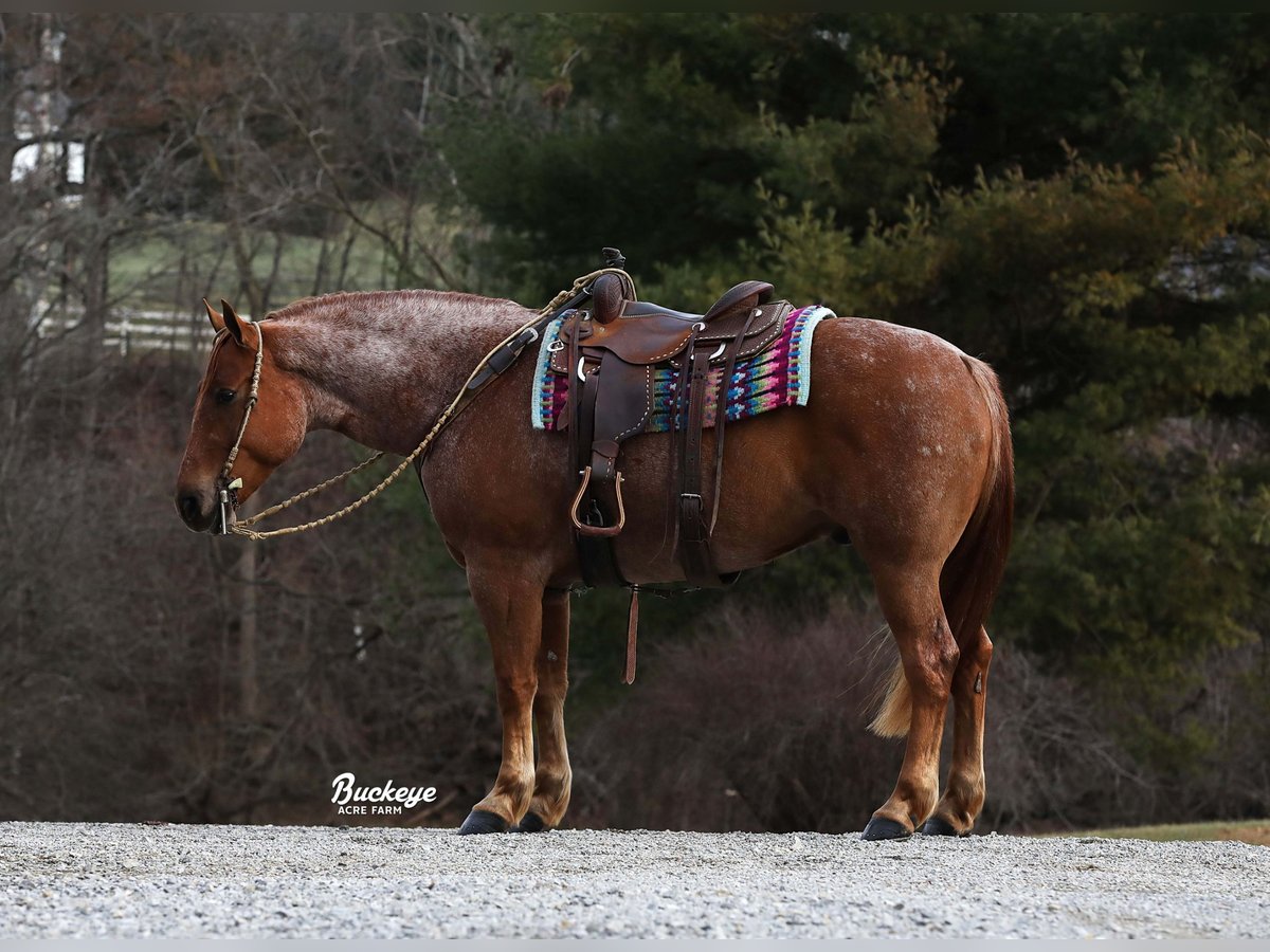 Arbeitspferd Mix Wallach 7 Jahre 157 cm Roan-Red in Millersburg