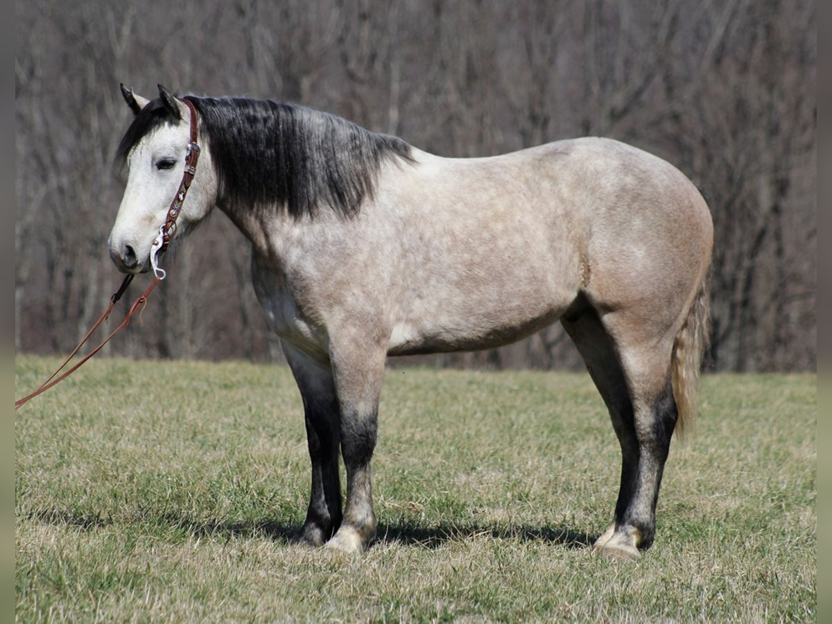 Arbeitspferd Wallach 7 Jahre 160 cm Schimmel in Mount Vernon KY