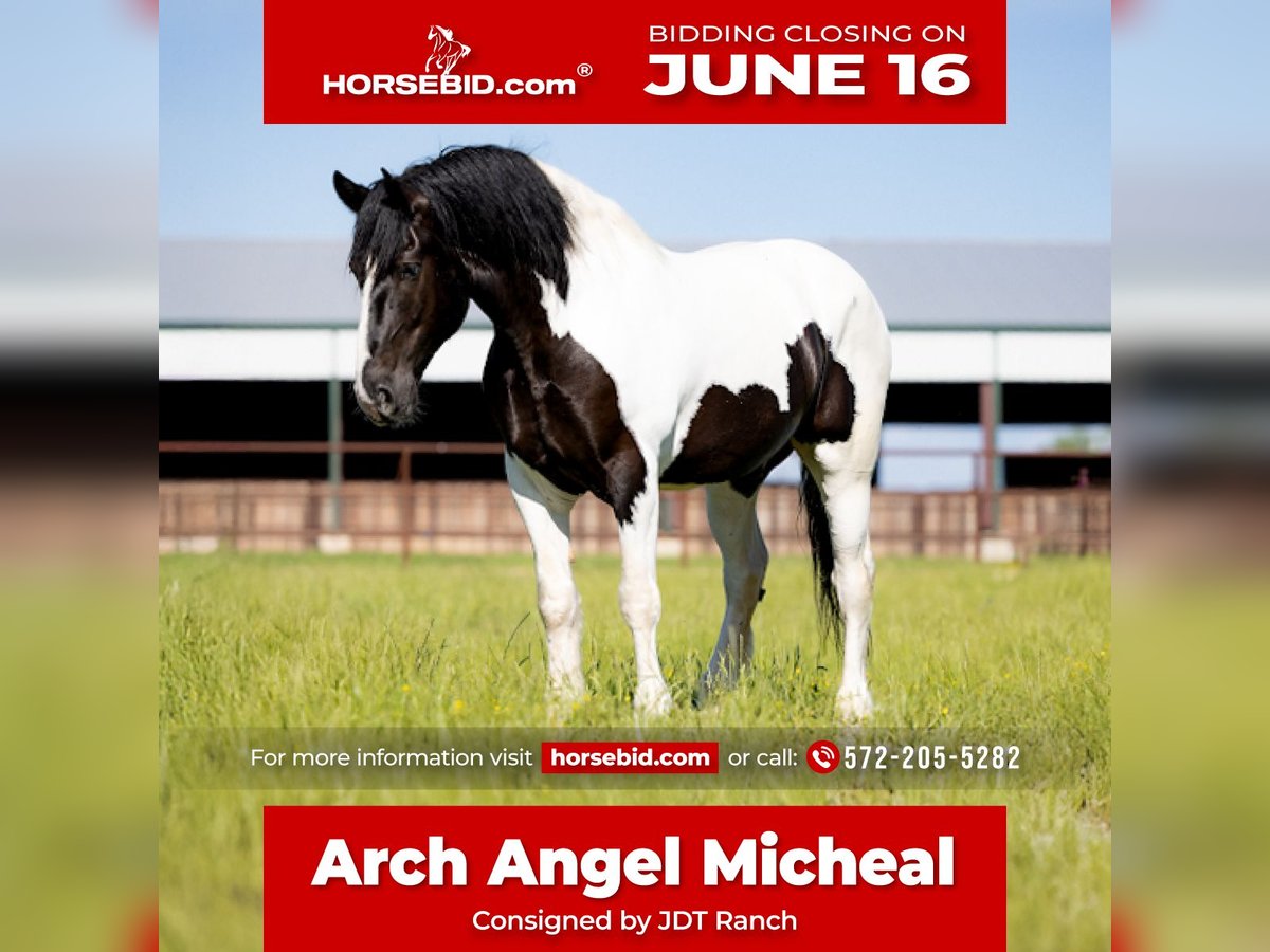 Arbeitspferd Wallach 7 Jahre 173 cm Tobiano-alle-Farben in Crescent, OK