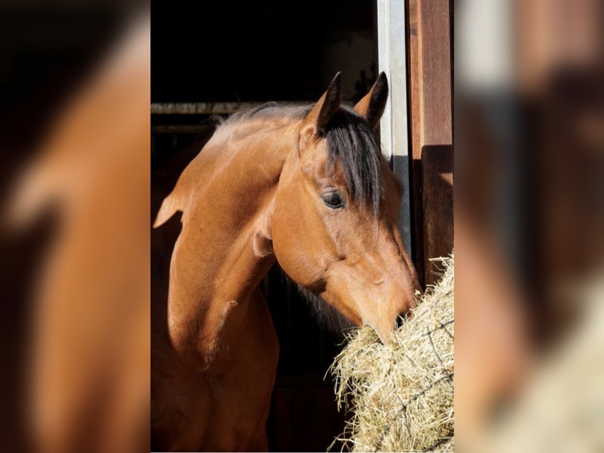 Arbeitspferd Mix Wallach 8 Jahre 166 cm Dunkelbrauner in Freienfeld