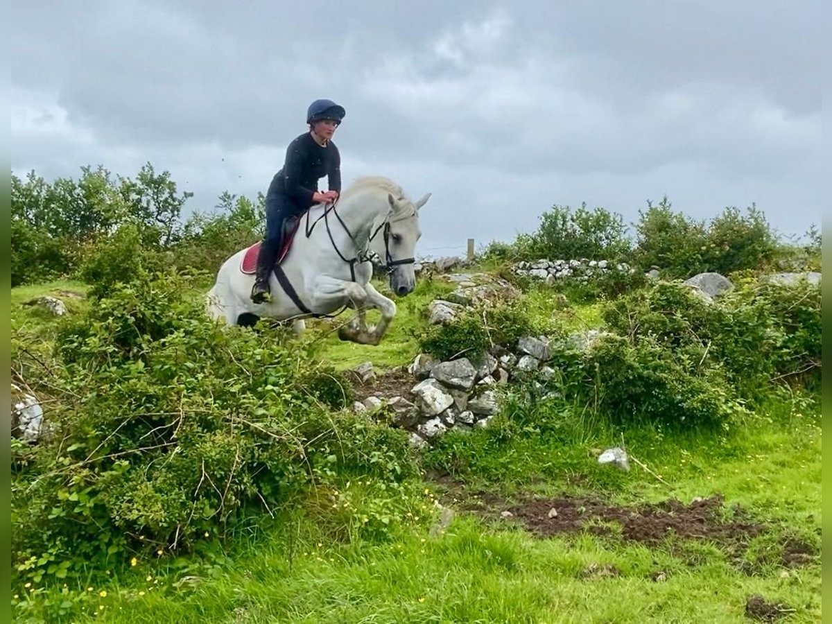 Arbeitspferd Wallach 8 Jahre 177 cm Schimmel in Sligo