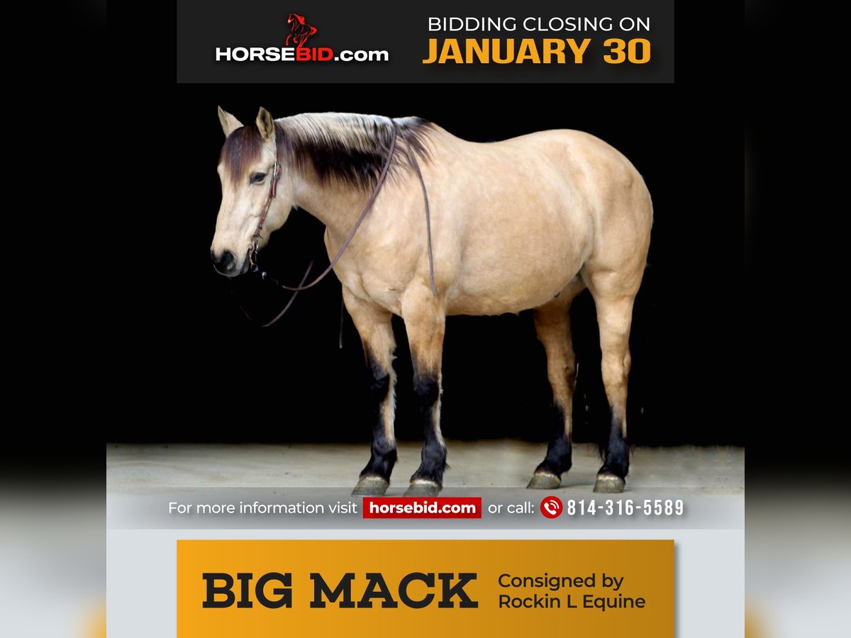Arbeitspferd Mix Wallach 8 Jahre Buckskin in Shippenville, PA