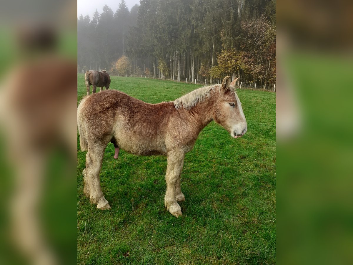 Ardennais Étalon 1 Année Alezan in Berle