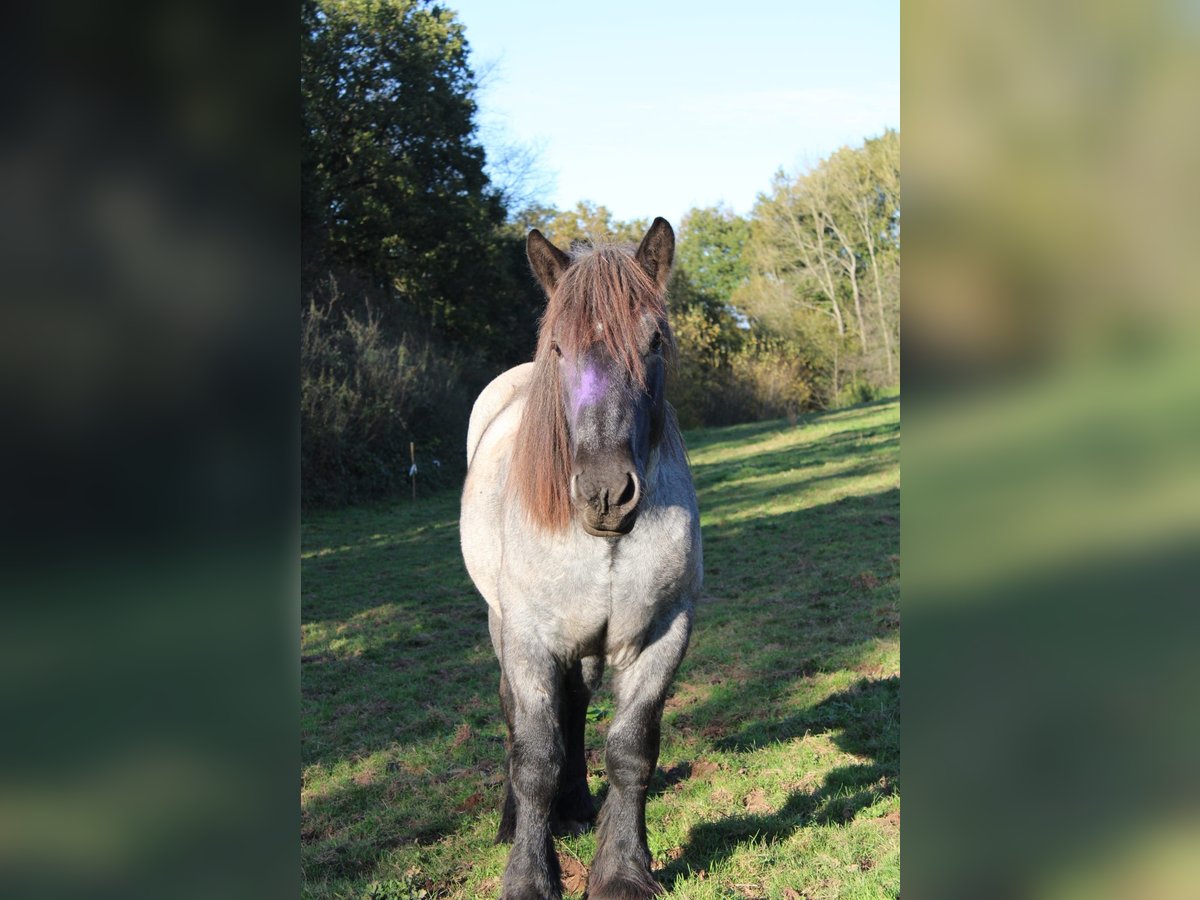 Ardennais Étalon 2 Ans 165 cm Rouan Bleu in LahrGentingen