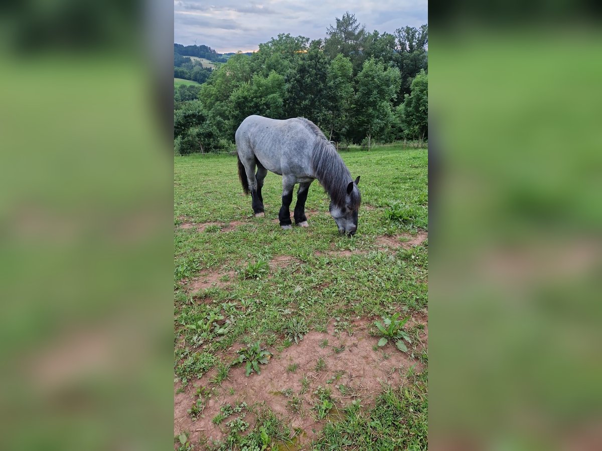 Ardennais Étalon 3 Ans 160 cm Rouan bleu in Gentingen