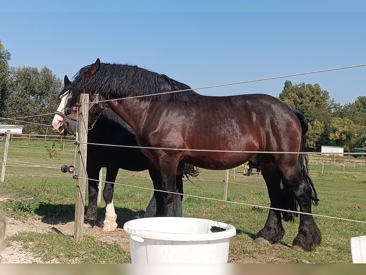 Ardennais Croisé Étalon 6 Ans 170 cm Bai in Groß-Umstadt