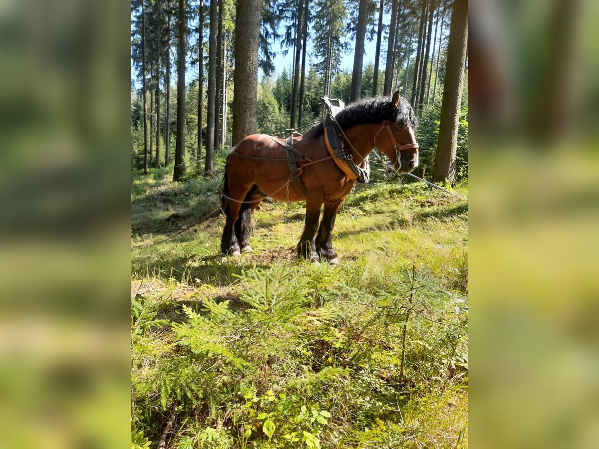 Ardennais Étalon 9 Ans 165 cm Bai in Breitenbrunn/Erzgebirg5