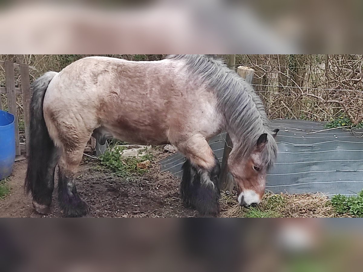 Ardennais Hongre 18 Ans Bai clair in st leonard