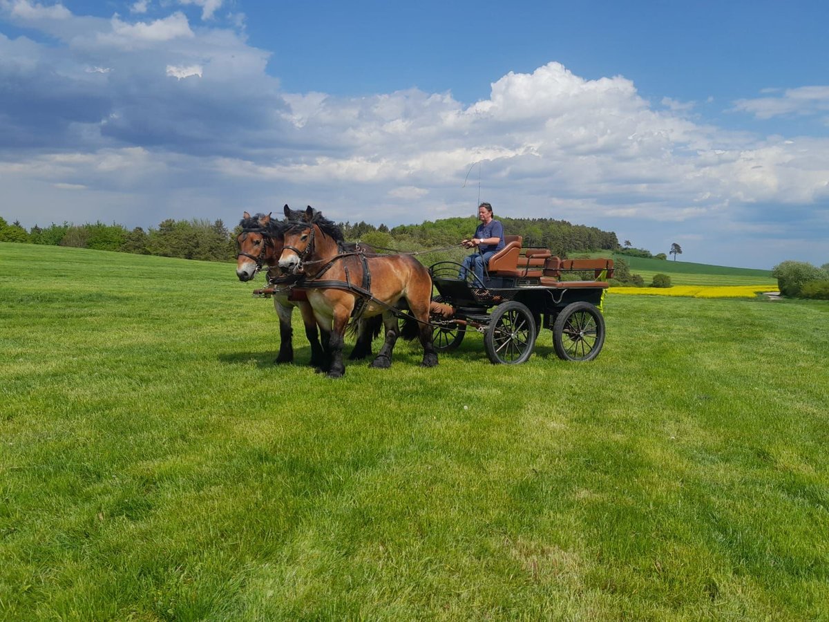Ardennais Hongre 3 Ans 154 cm Bai in Nettersheim