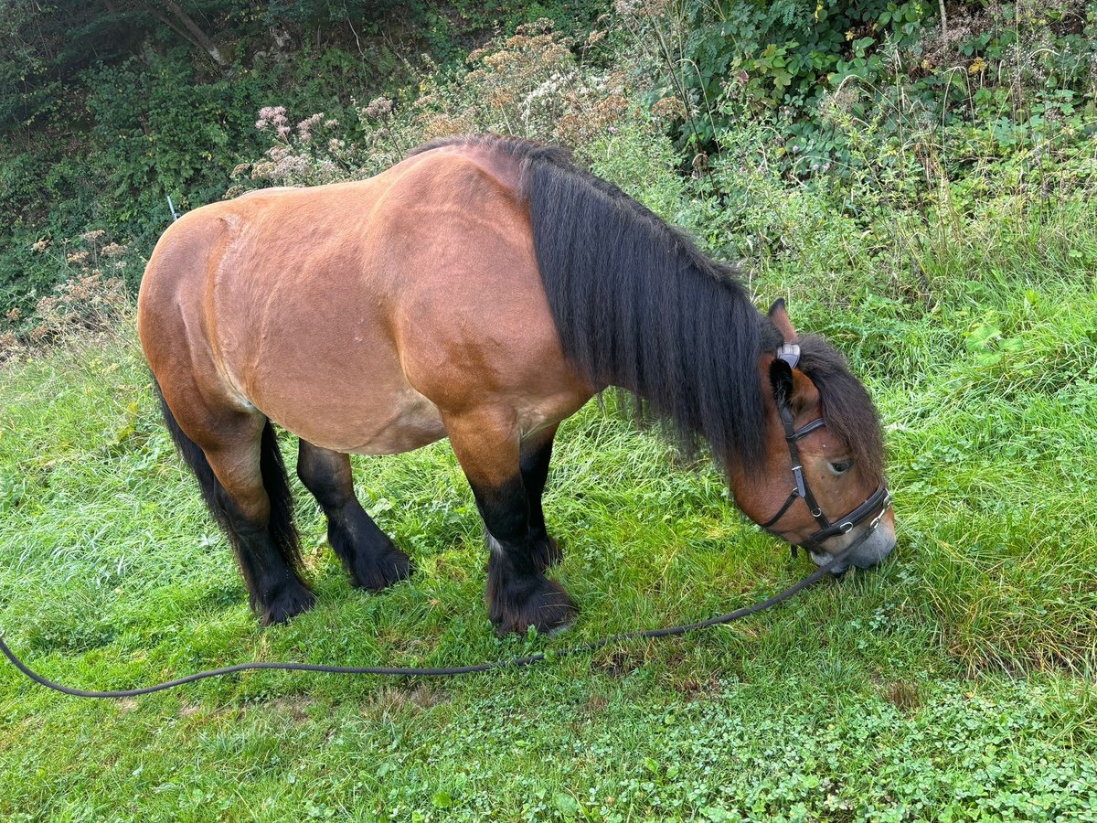 Ardennais Hongre 4 Ans 150 cm Bai in Scheuerfeld