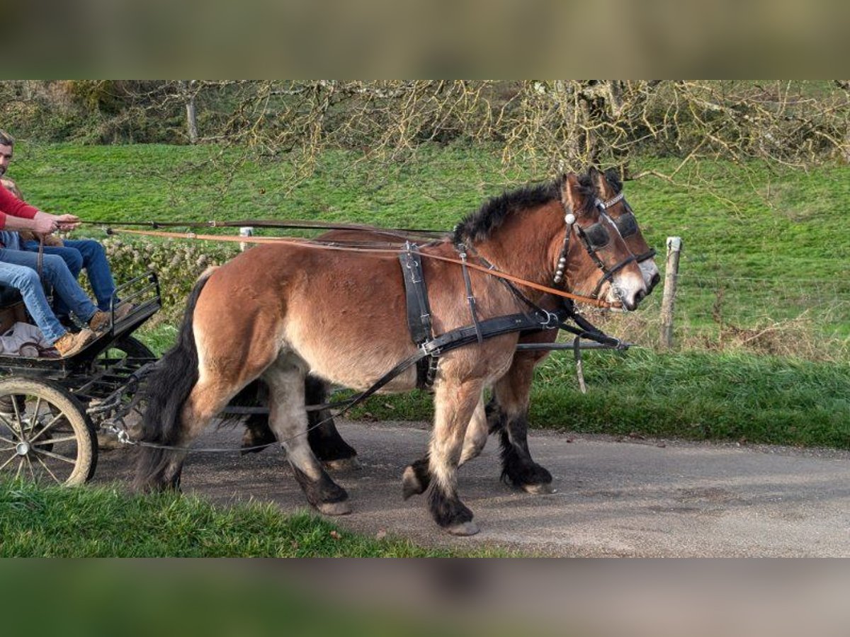 Ardennais Hongre 4 Ans 165 cm Alezan brûlé in Saint-Martin-d&#39;Auxigny