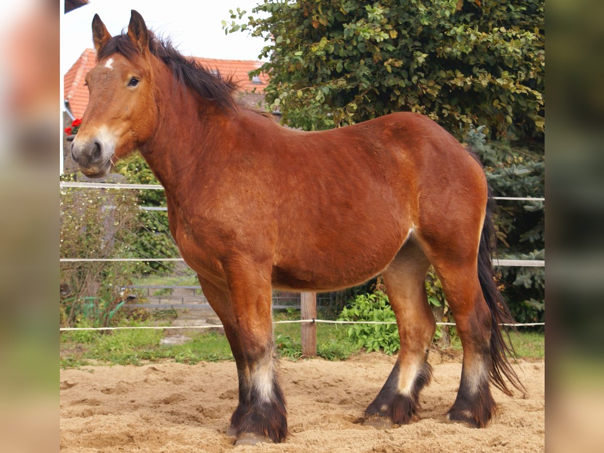 Ardennais Jument 2 Ans 155 cm Bai in Velpke