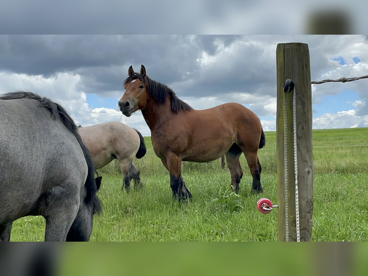 Ardennais Jument 3 Ans 160 cm Bai in KUBORN